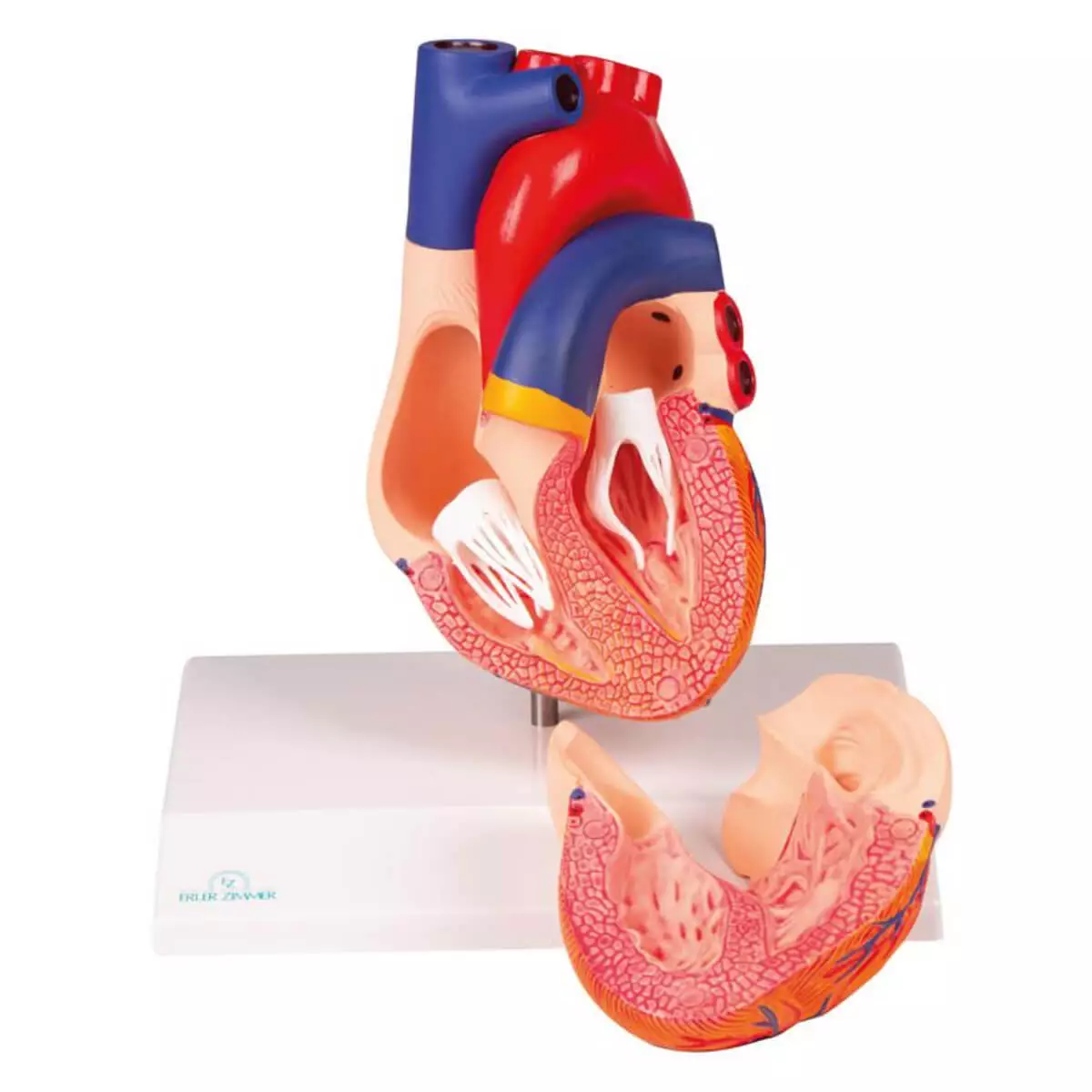 Erler-Zimmer Modell Herz für EZ Augmented Anatomy Lern App