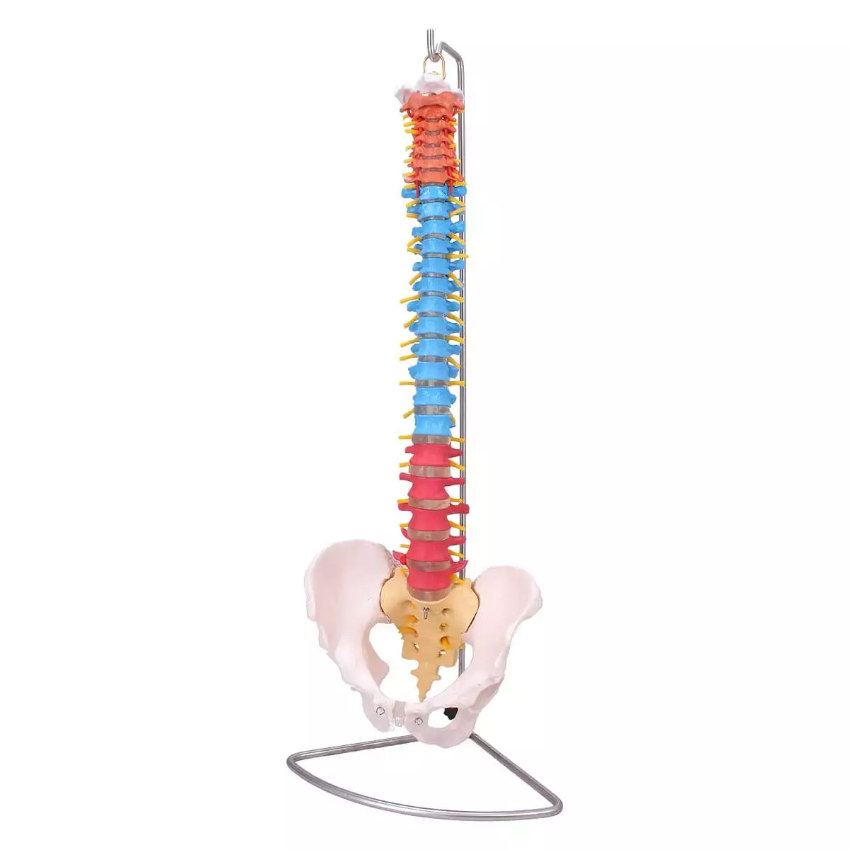 HeineScientific Modell Didaktische menschliche Wirbelsäule