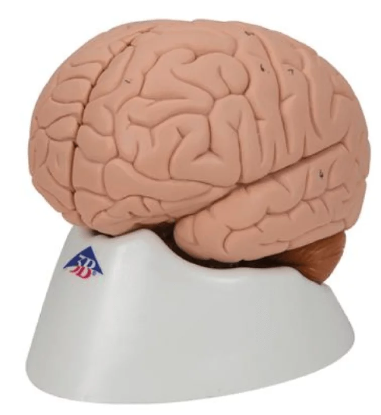 3B Scientific Modell Gehirn