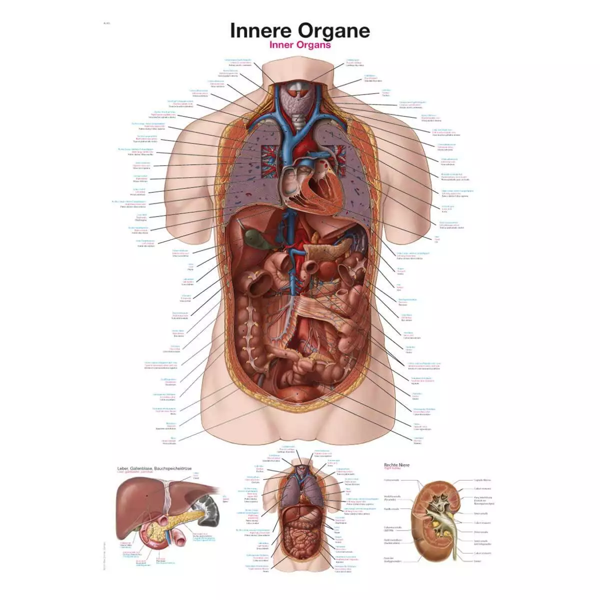 Erler-Zimmer Lehrtafel – Innere Organe