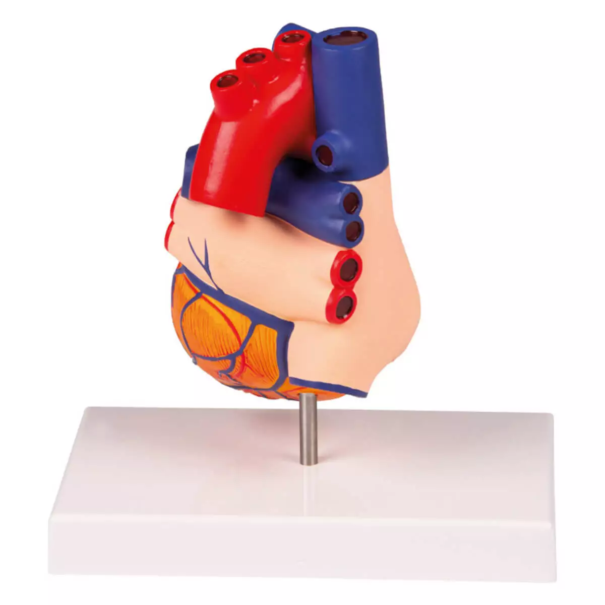 Erler-Zimmer Modell Herz für EZ Augmented Anatomy Lern App
