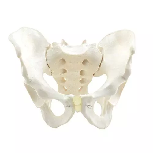 HeineScientific Modell Anatomisches Becken