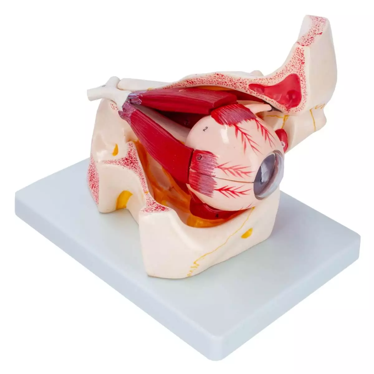 Dr. No Anatomisches Modellauge