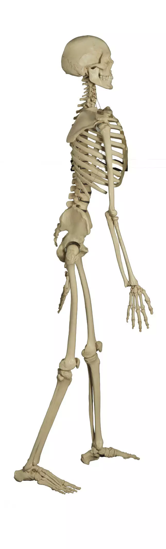 Rüdiger Anatomie Standard Skelett auf Stativ