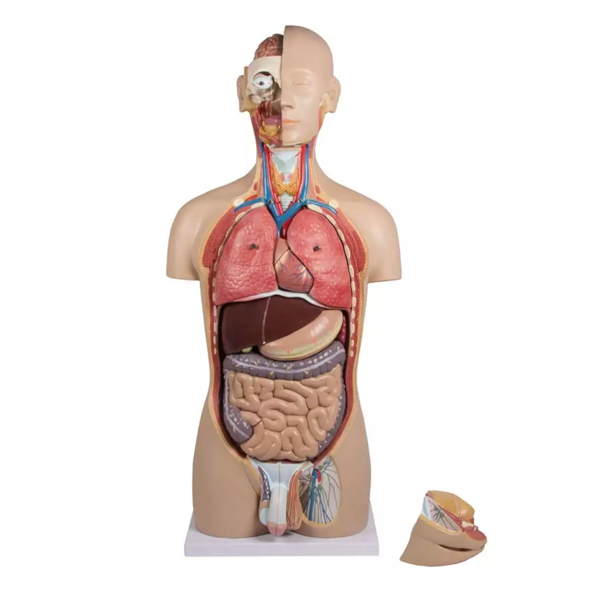 Erler-Zimmer Torso Modell mit geöffnetem Rücken