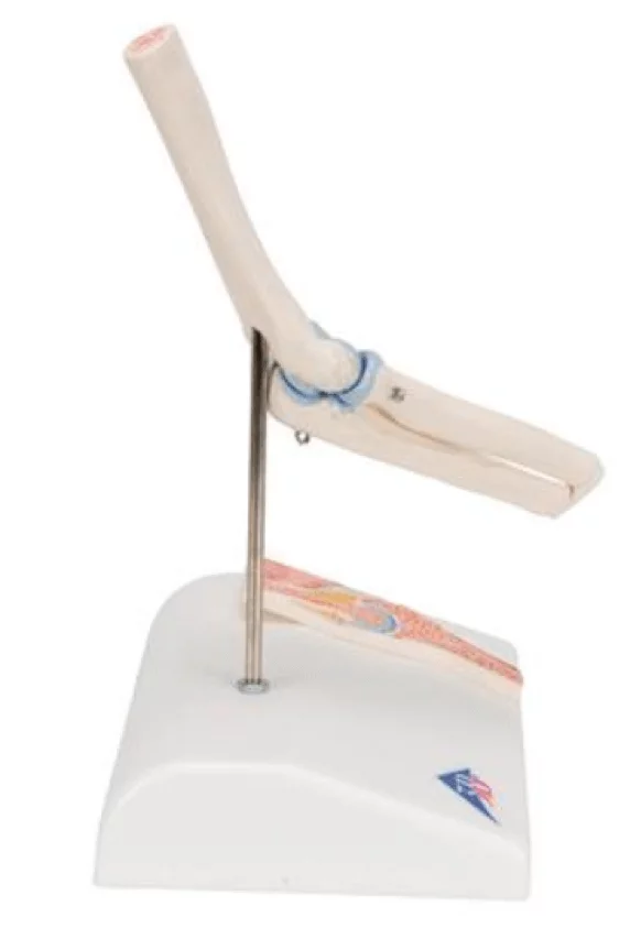 3B Scientific Mini-Modell Ellenbogengelenk