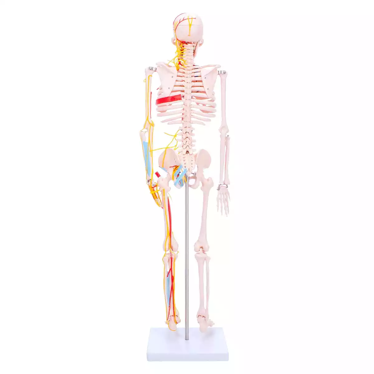 Dr. No Anatomisches Skelett-Modell