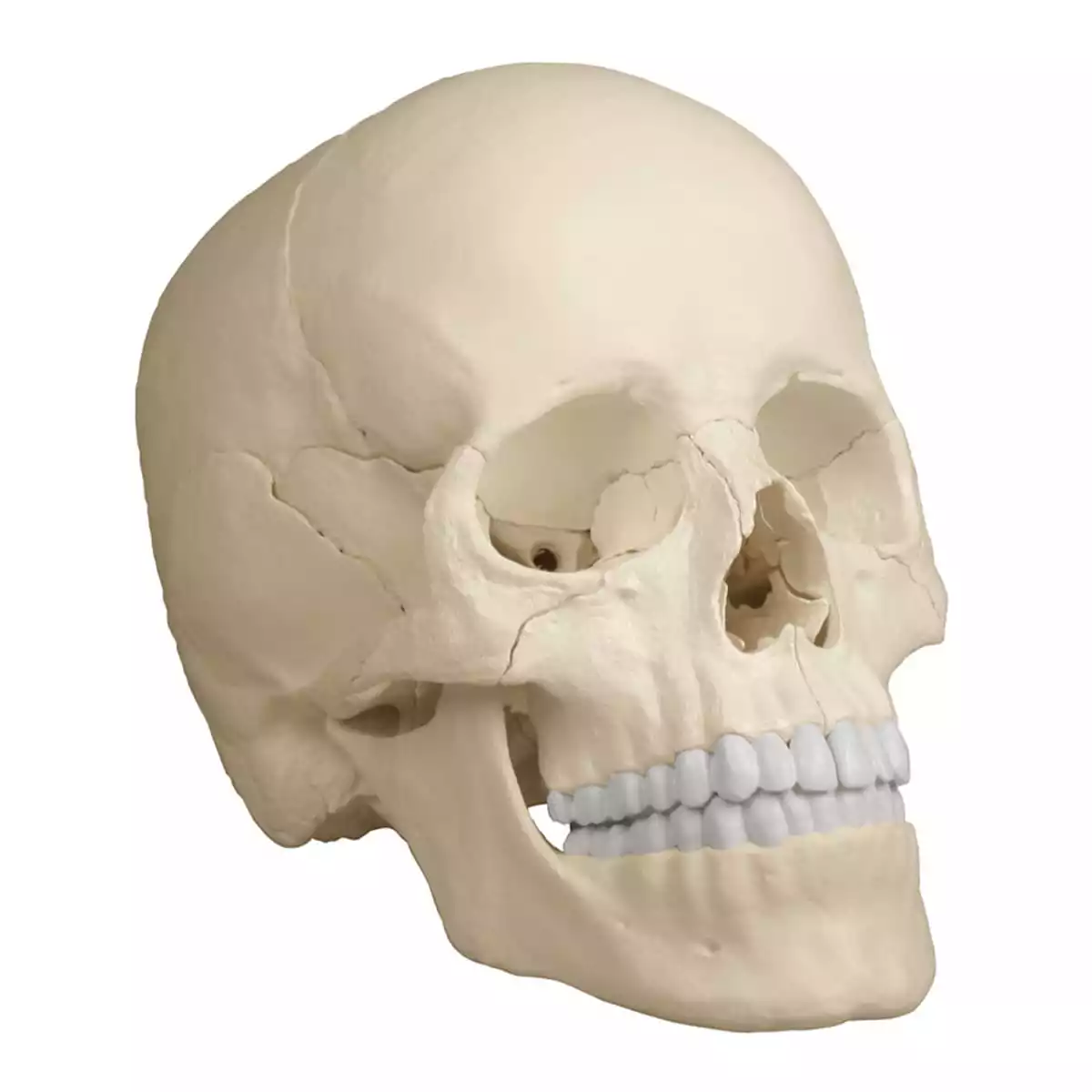 Erler-Zimmer Osteopathie-Schädelmodell