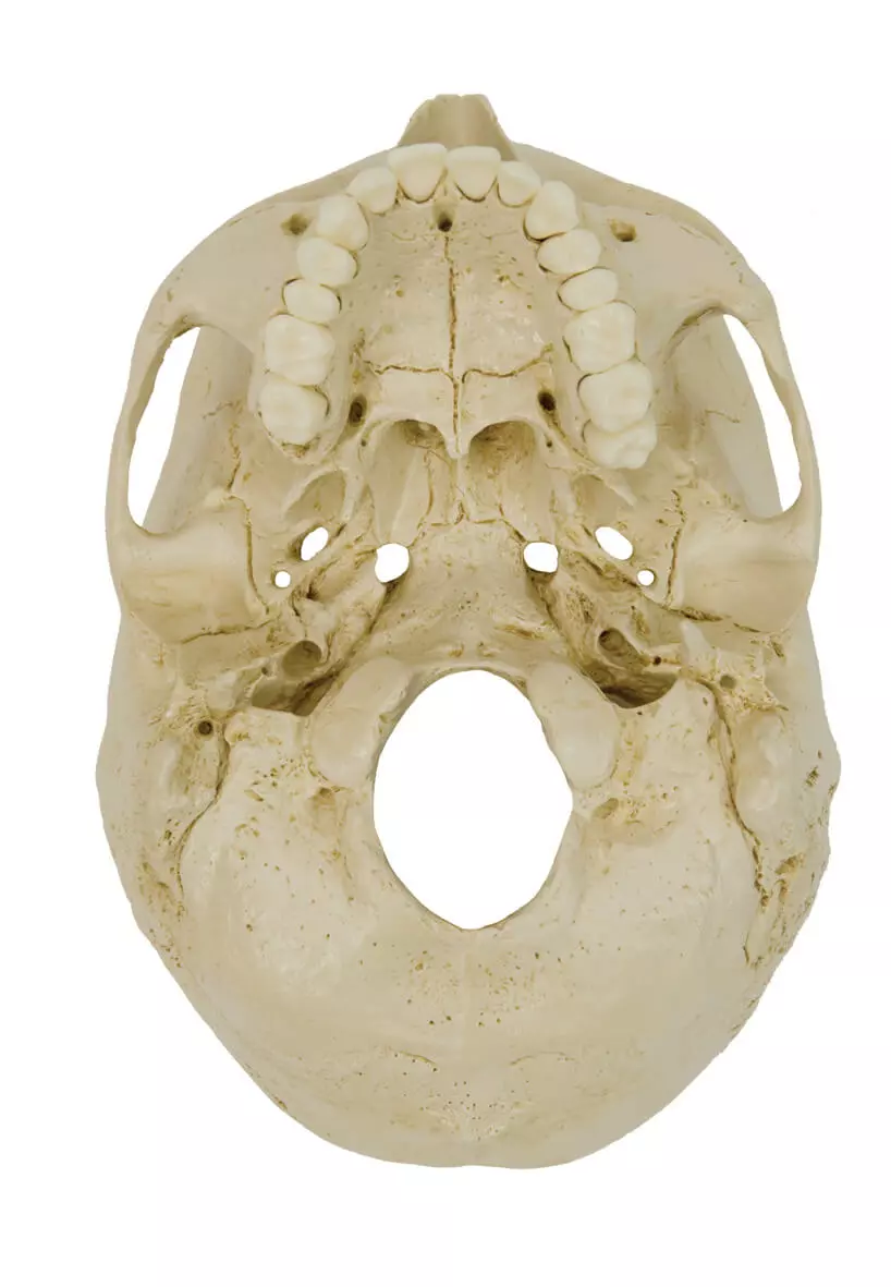 Rüdiger Anatomie Homo-Schädel Modell
