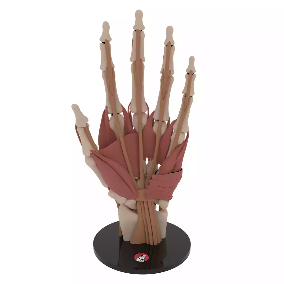DocCheck Tools Anatomisches Hand-Modell "Manus"