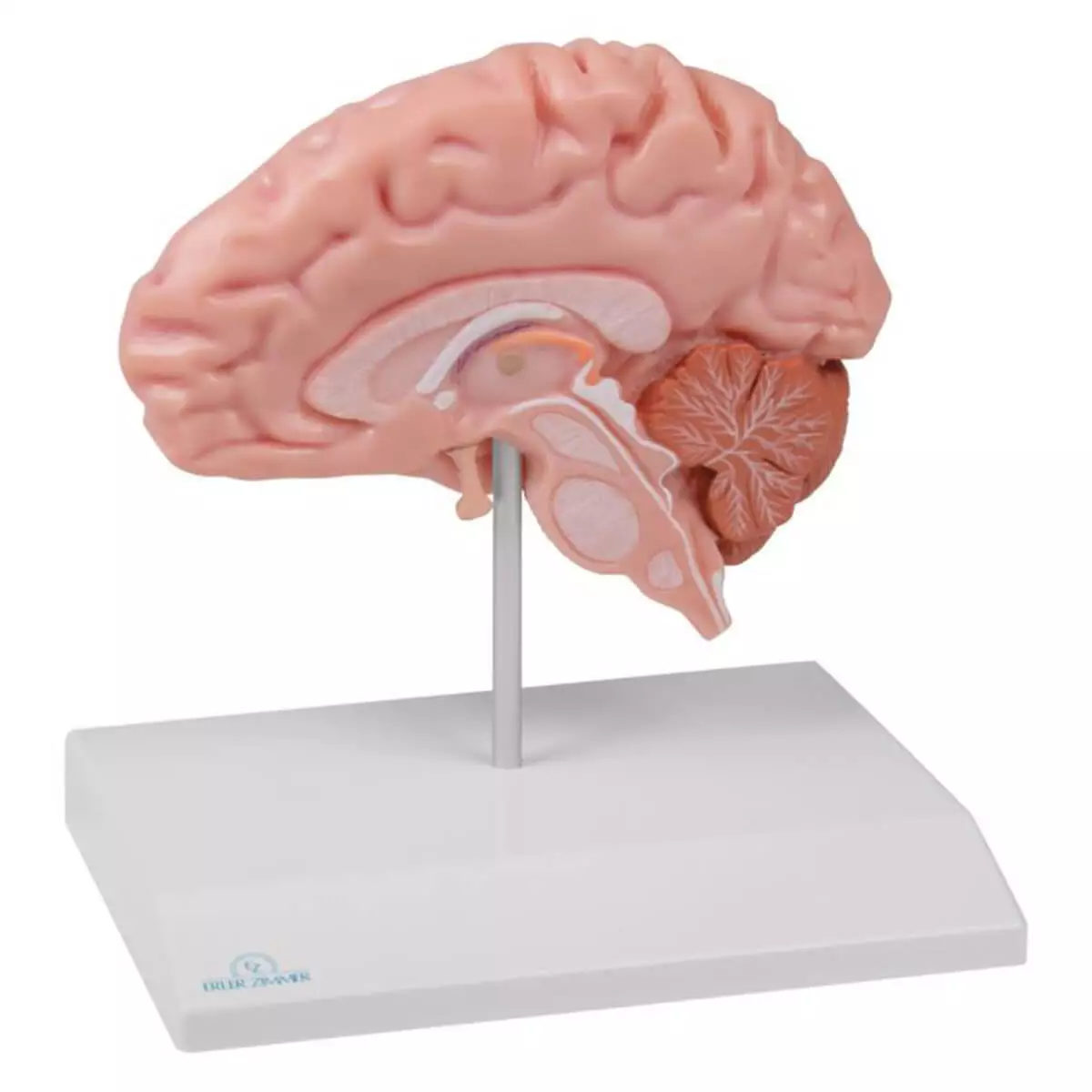 Erler-Zimmer Modell anatomische Gehirnhälfte für EZ Augmented Anatomy Lern App