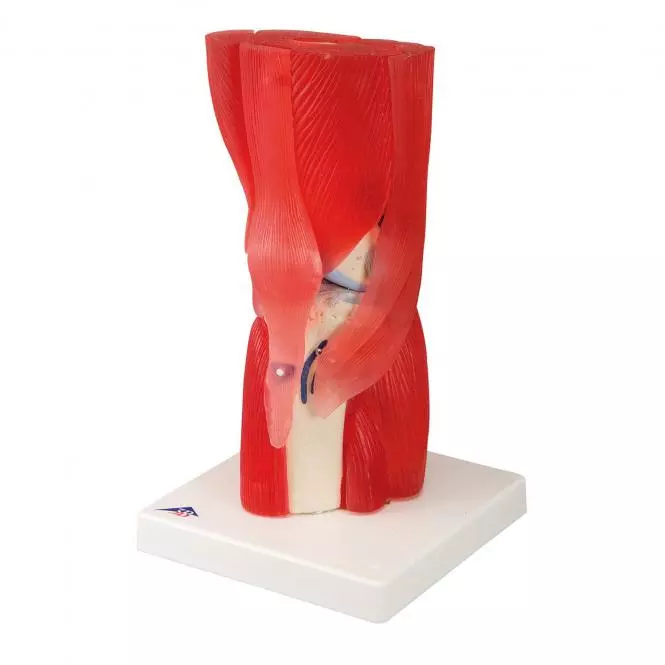 3B Scientific Modell Kniegelenk