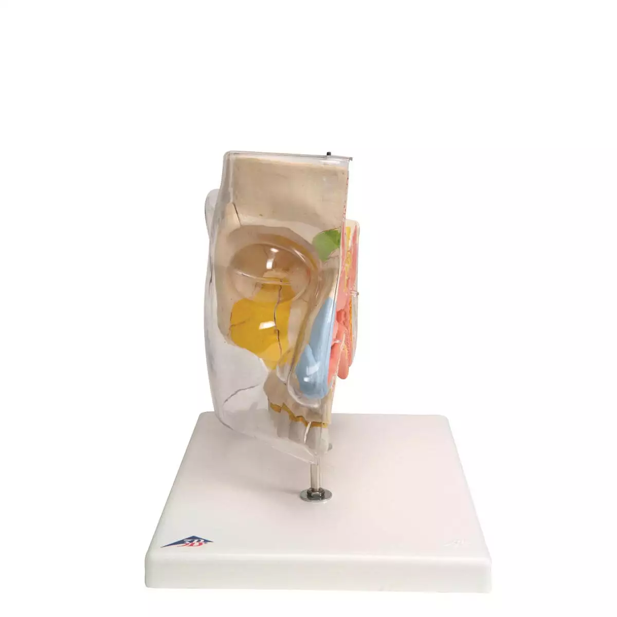 3B Scientific Nasenmodell
