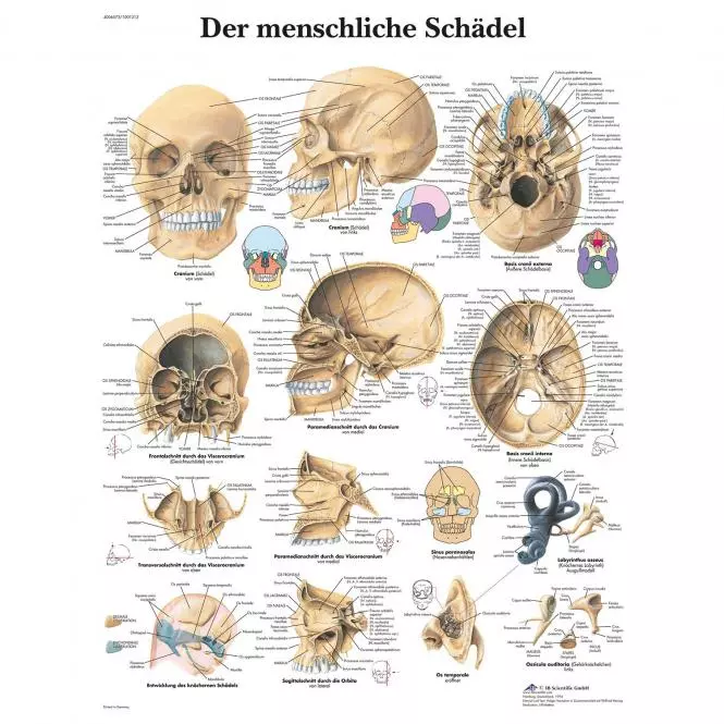3B Scientific Lehrtafel – Der menschliche Schädel