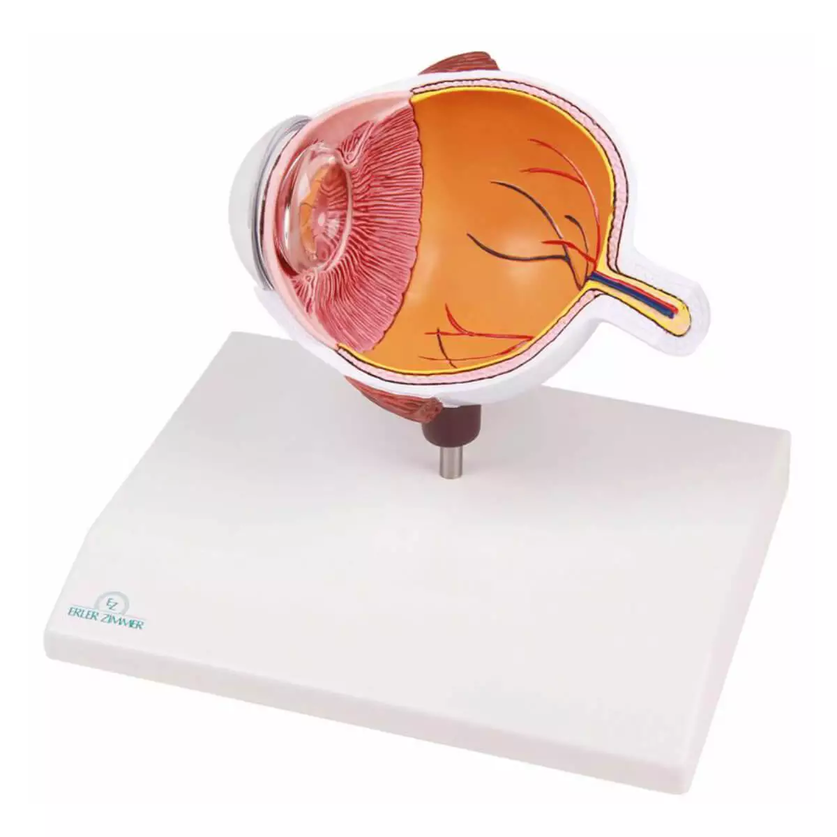 Erler-Zimmer Augenhälfte vergrößert - EZ Augmented Anatomy