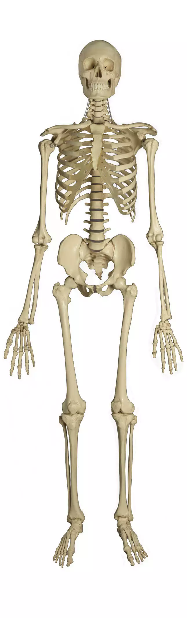Rüdiger Anatomie Standard Skelett auf Stativ