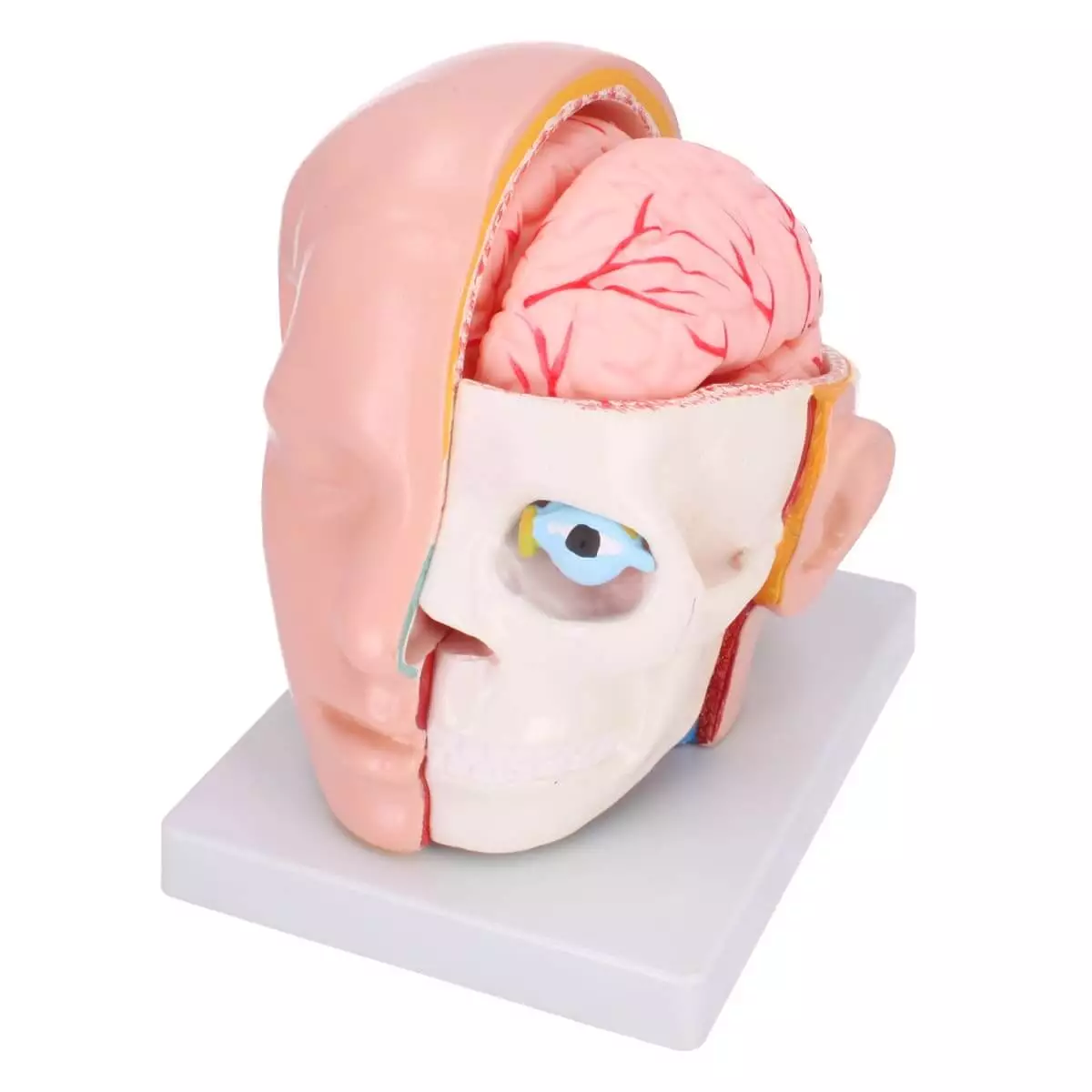 Dr. No Anatomisches Kopfmodell mit Gehirn