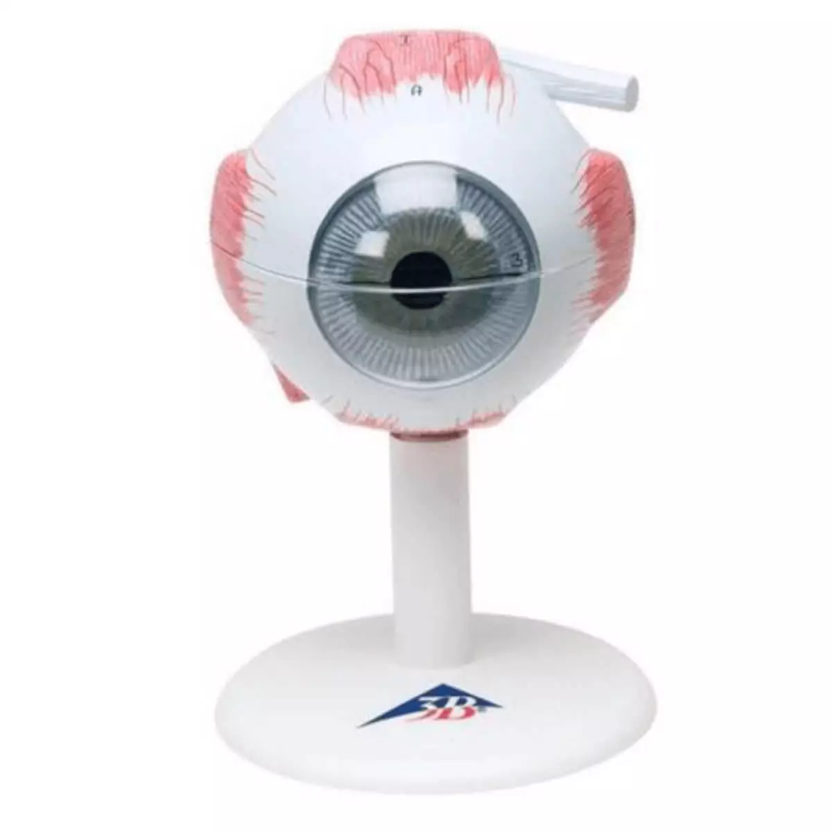 3B Scientific Modell Auge