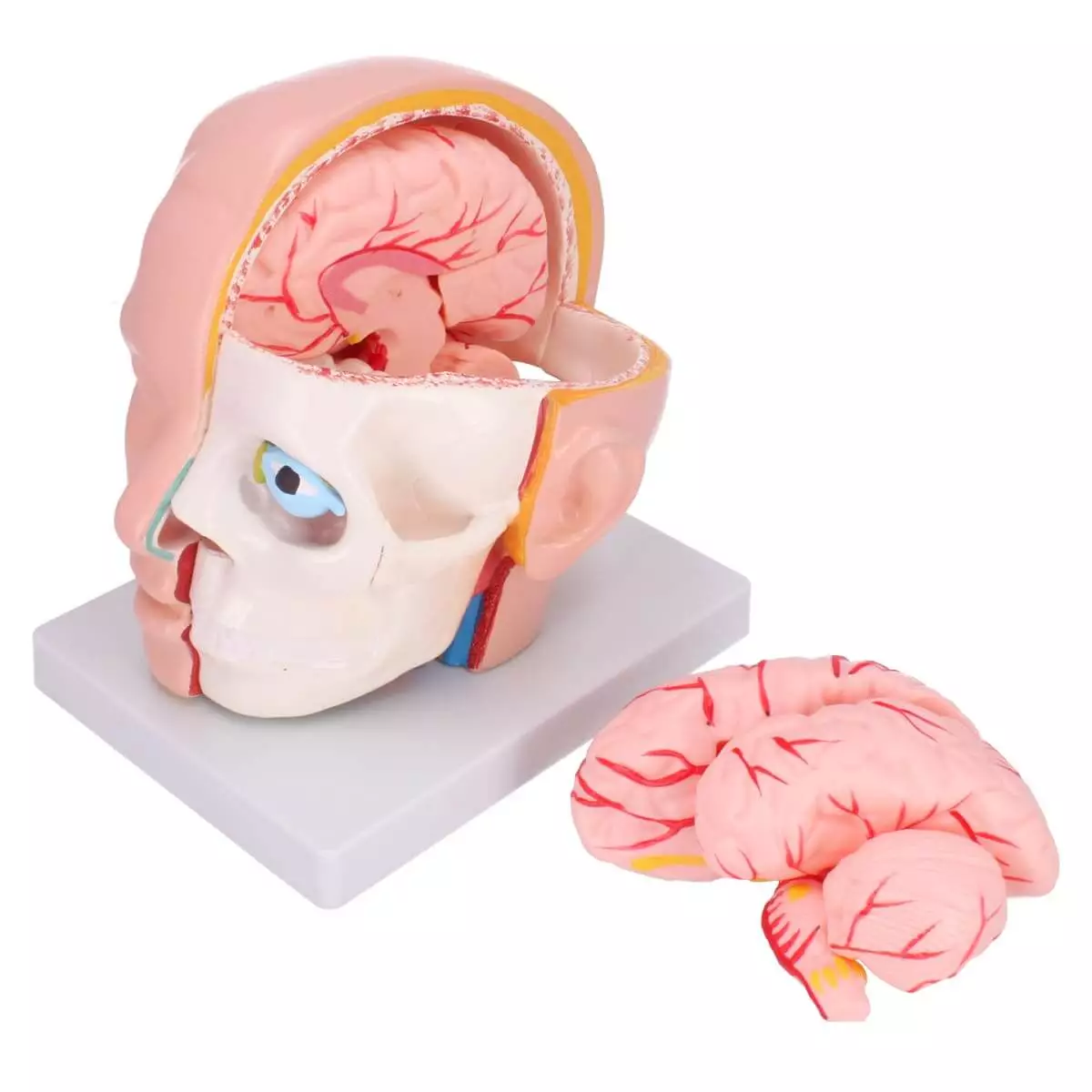 Dr. No Anatomisches Kopfmodell mit Gehirn