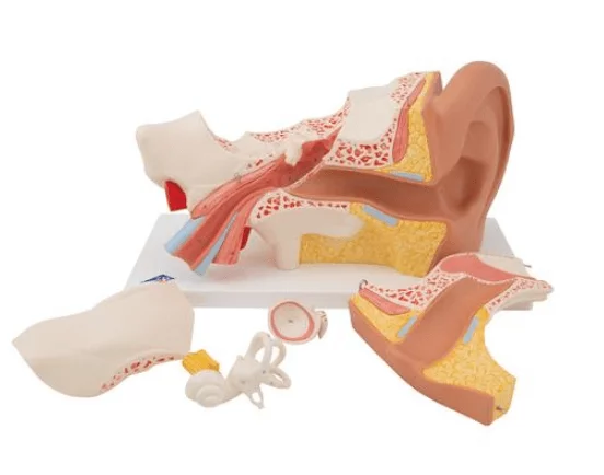 3B Scientific Modell Ohr