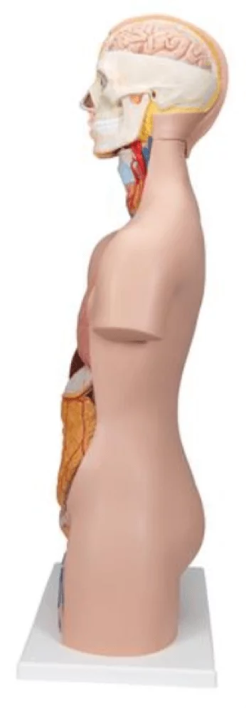 3B Scientific Modell Standard-Torso