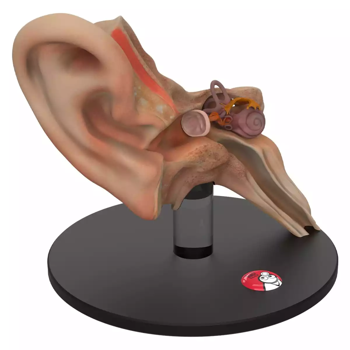 DocCheck Tools Anatomisches Ohr-Modell "Auris"