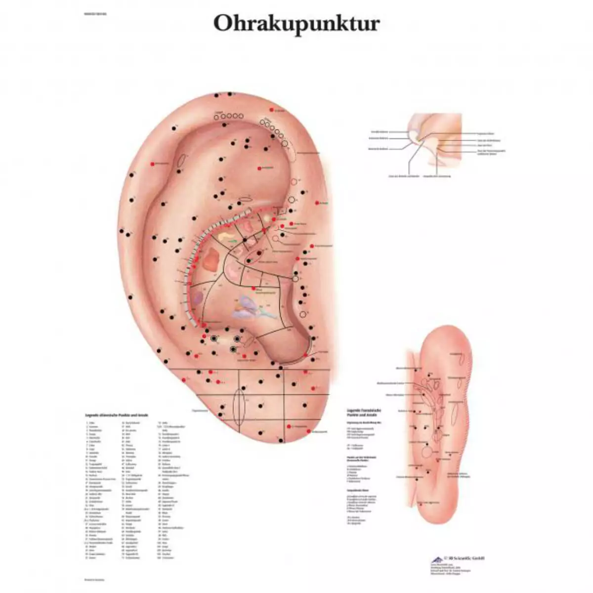 3B Scientific Lehrtafel – Ohrakupunktur