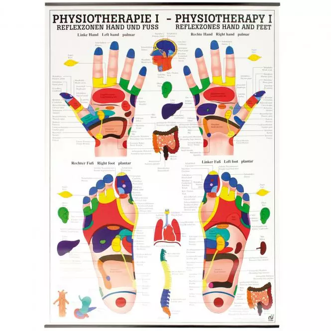 Rüdiger Anatomie Lehrtafel – Reflexzonen Hand und Fuß