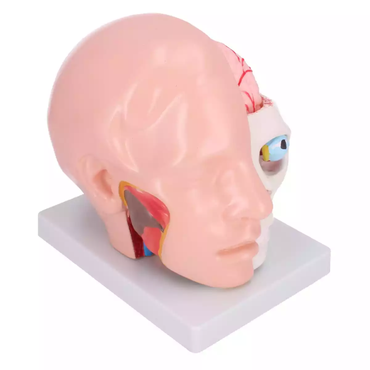 Dr. No Anatomisches Kopfmodell mit Gehirn