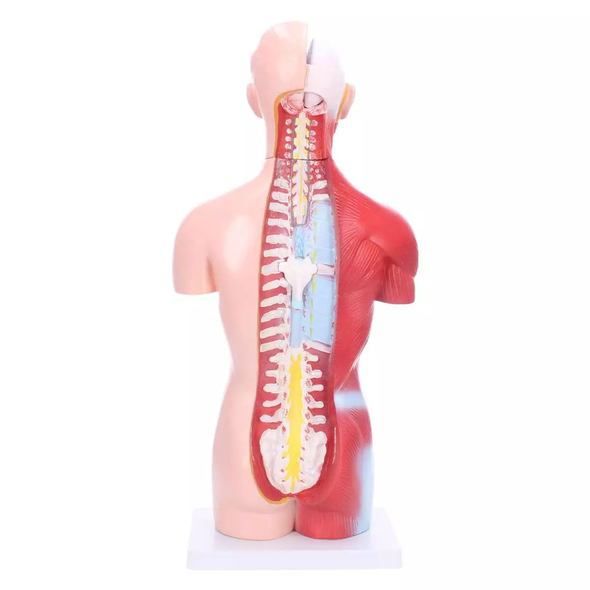 Dr. No Torso-Modell