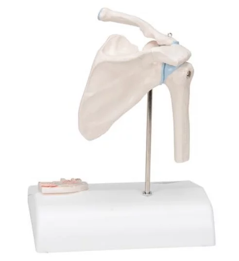 3B Scientific Mini-Modell Schultergelenk