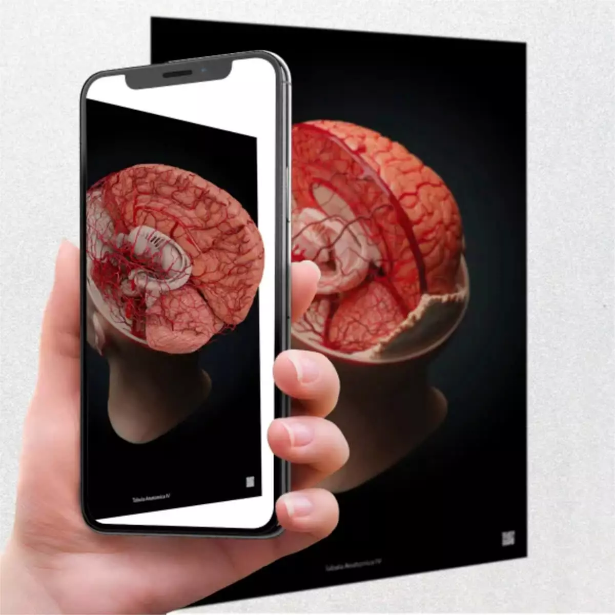 UpSurgeOn AnatomyARt Tabula Anatomica IV