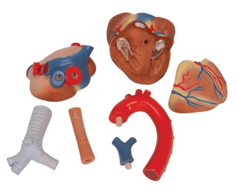 3B Scientific Herzmodell 7-teilig