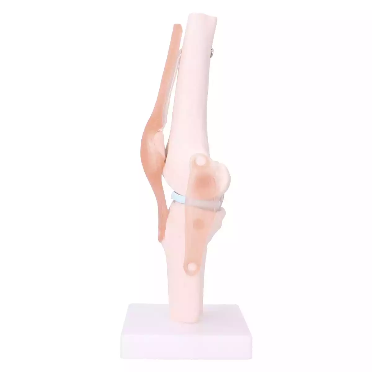 Dr. No Anatomisches Kniegelenk-Modell