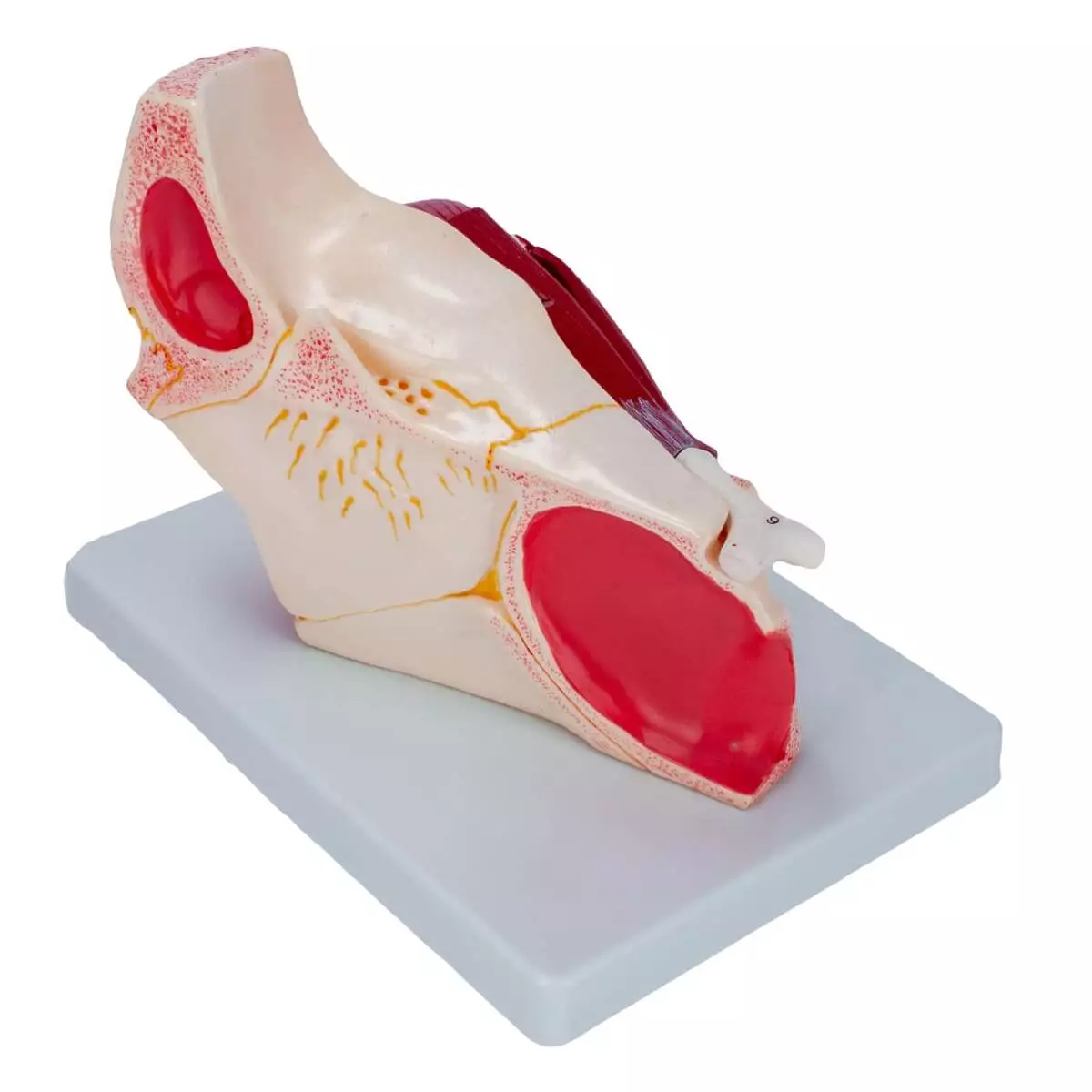 Dr. No Anatomisches Modellauge