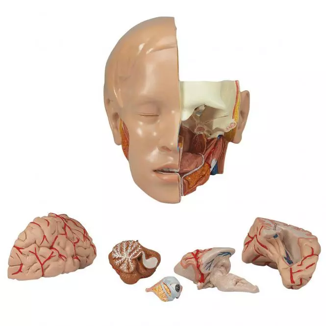 3B Scientific Modell Klassik-Torso mit geöffnetem Rücken