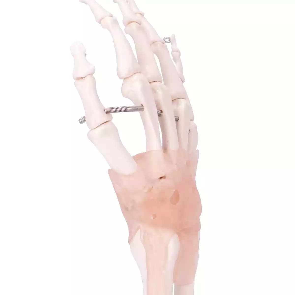 HeineScientific Modell Anatomisches Hand-Skelett