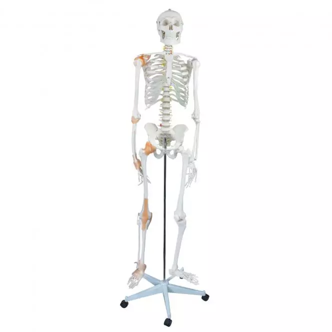 HeineScientific Flexibles Menschliches Skelett HeineScientific Flexibles Menschliches Skelett