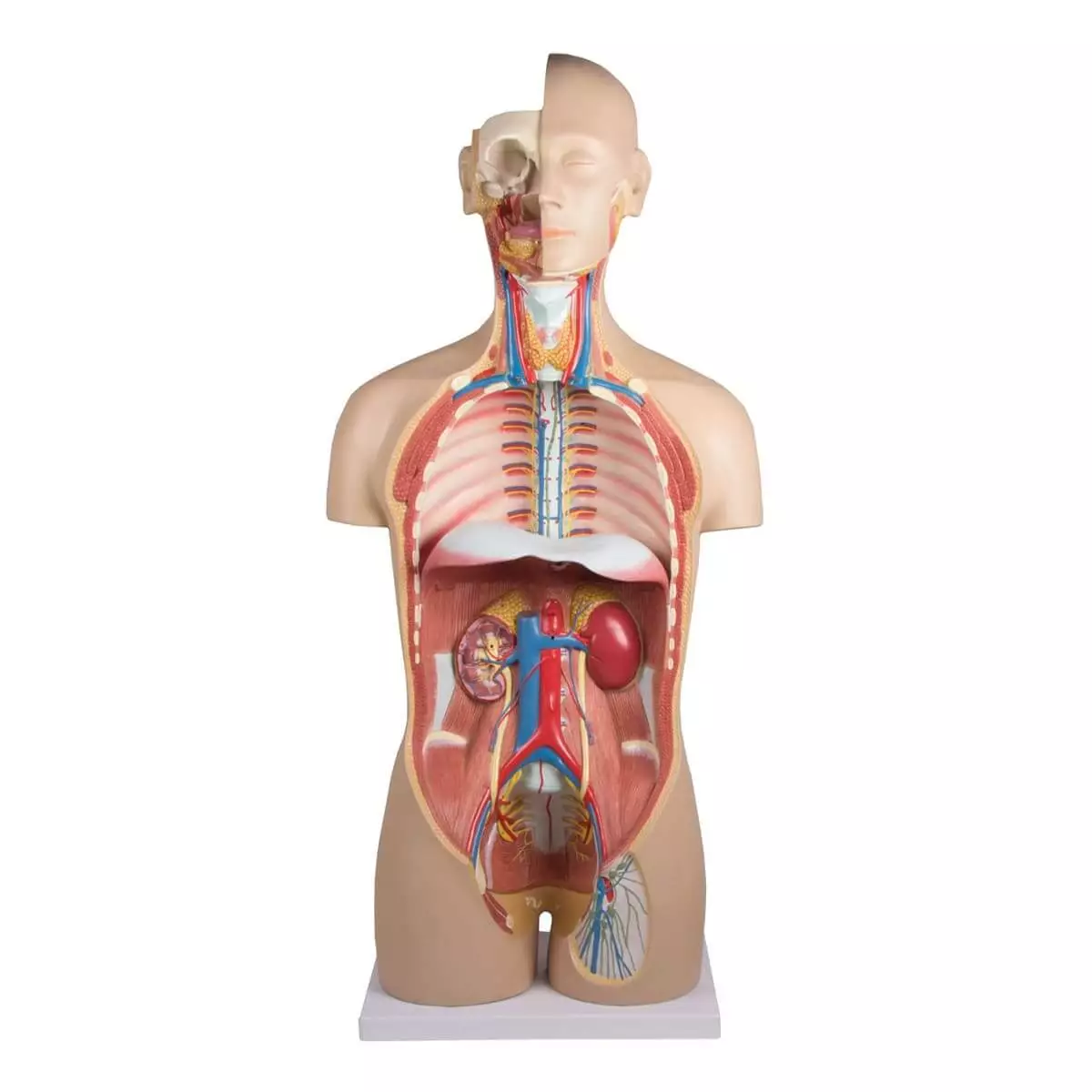 Erler-Zimmer Torso Modell mit geöffnetem Rücken