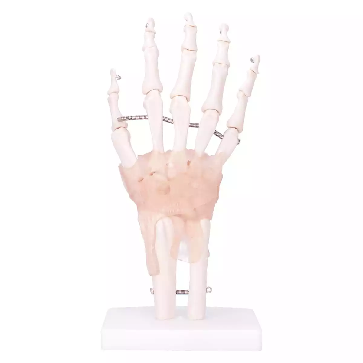 HeineScientific Modell Anatomisches Hand-Skelett