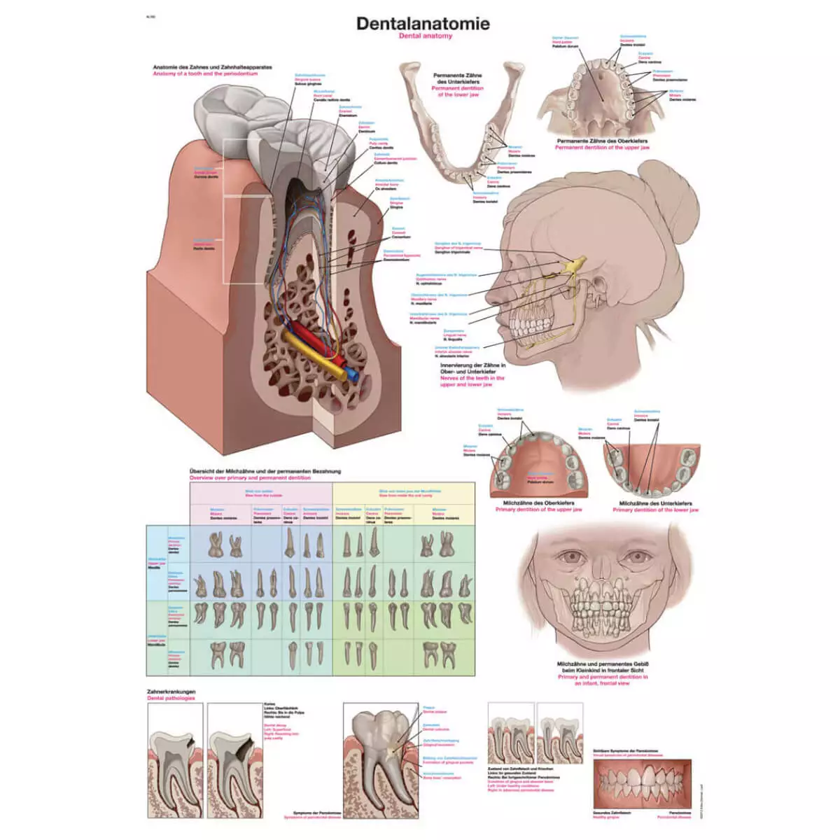 Erler-Zimmer Lehrtafel – Dentalanatomie