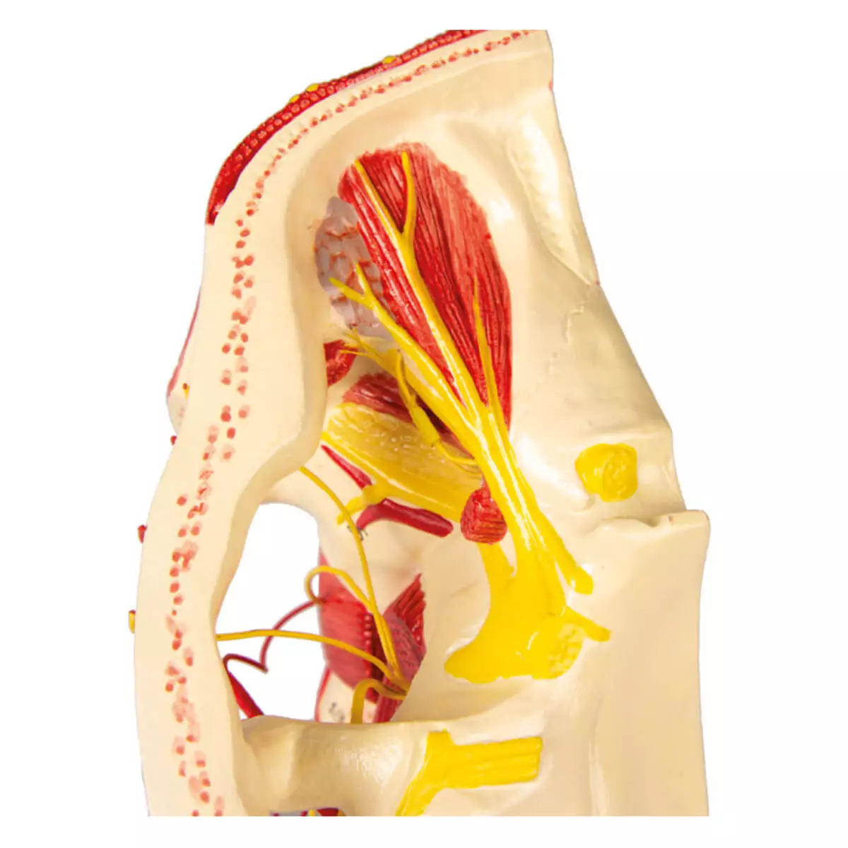 Erler-Zimmer Modell Arterien des Kopfes