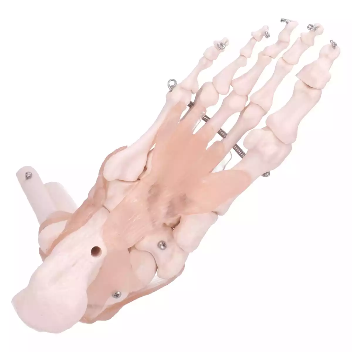 Dr. No Modell Anatomisches Fuß-Skelett
