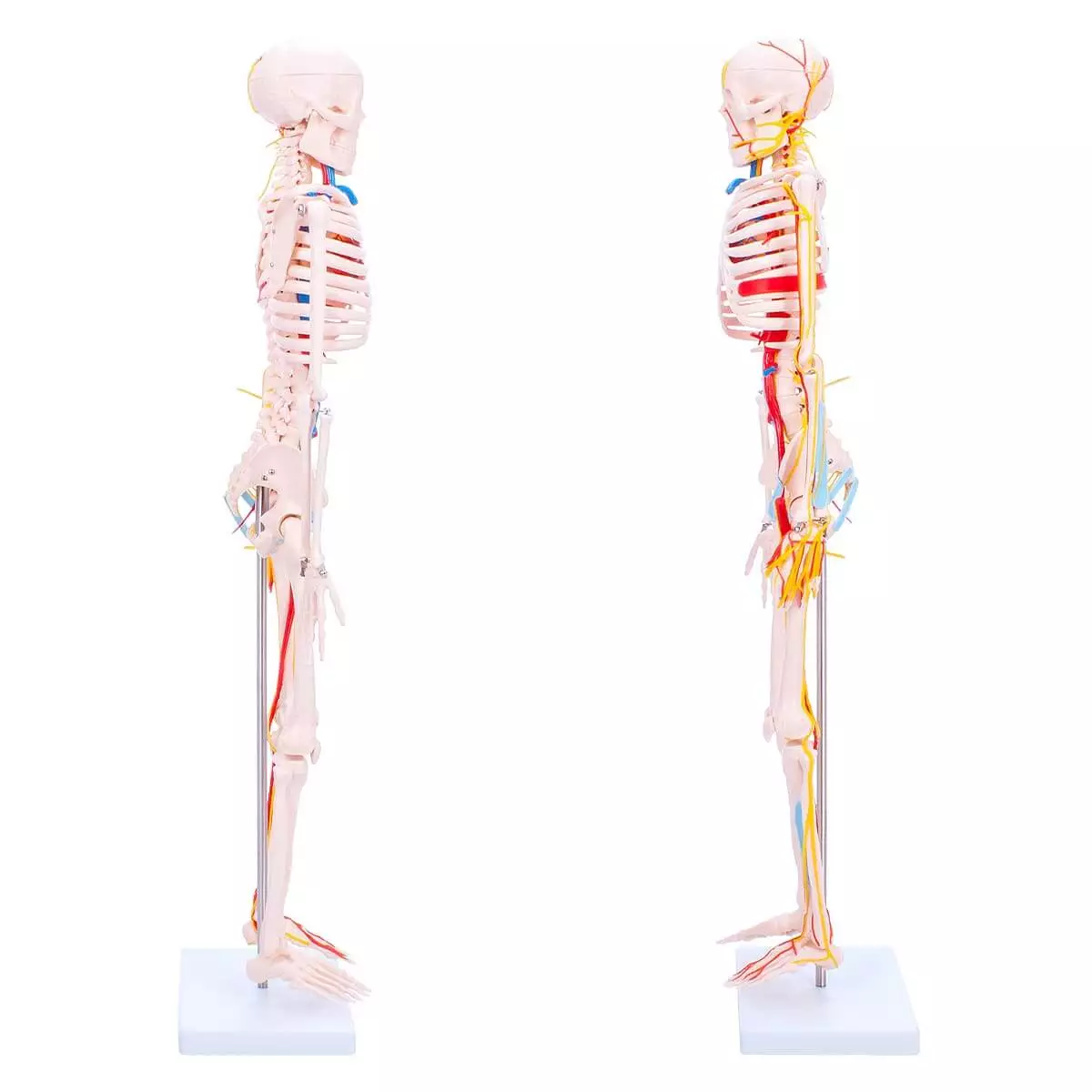 Dr. No Anatomisches Skelett-Modell