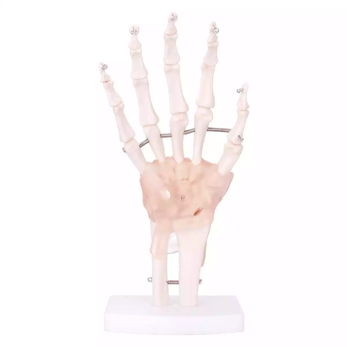 HeineScientific Modell Anatomisches Hand-Skelett