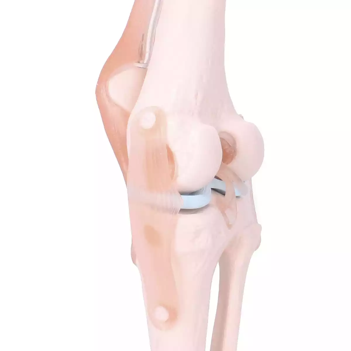 Dr. No Anatomisches Kniegelenk-Modell