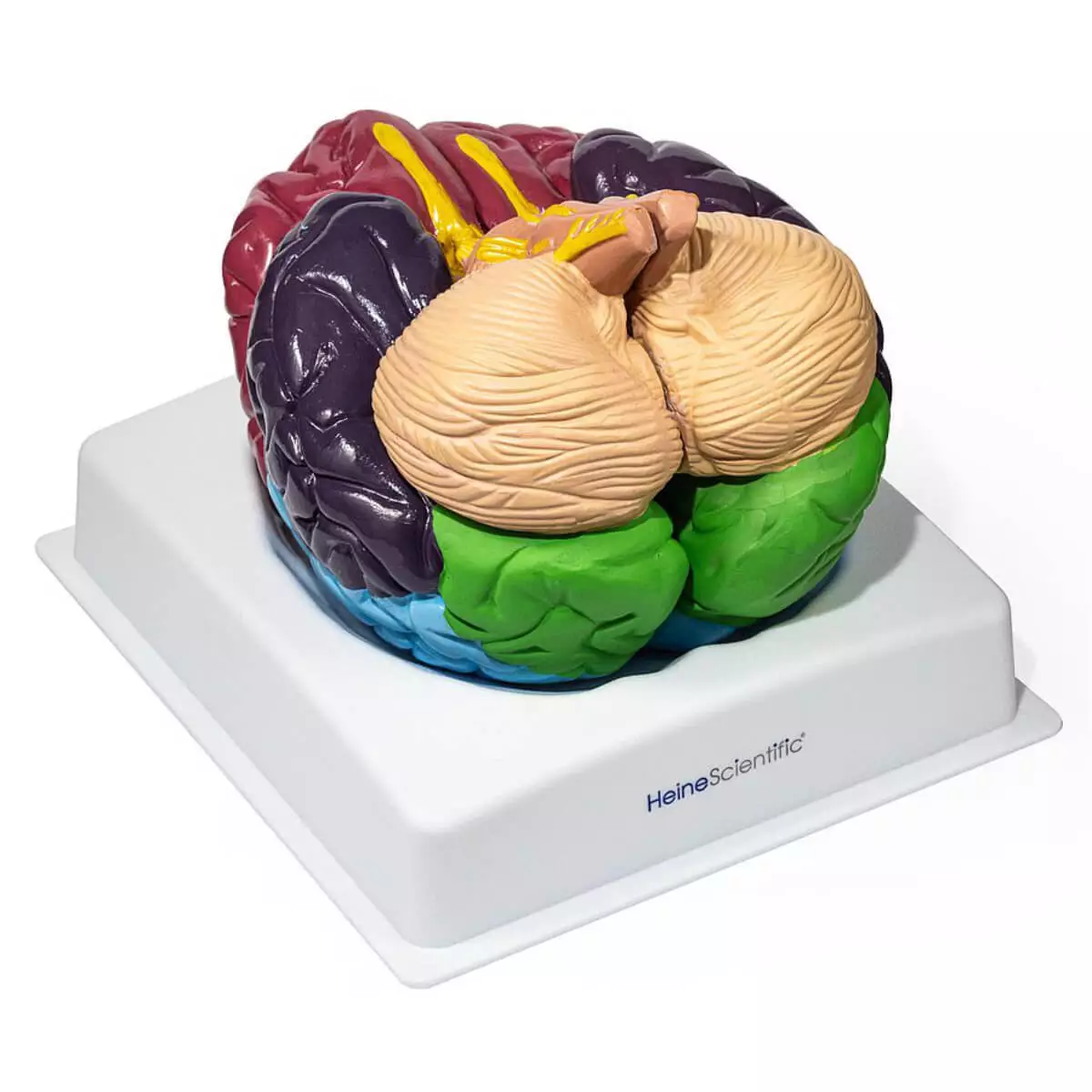 HeineScientific Gehirnmodell der Brodmann-Areale