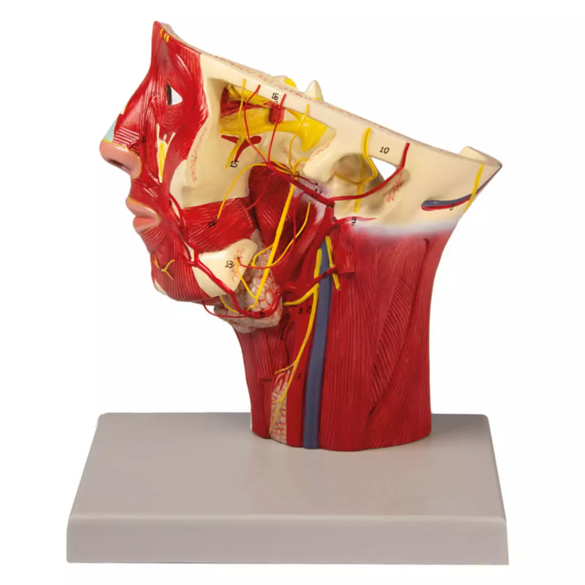 Erler-Zimmer Modell Arterien des Kopfes