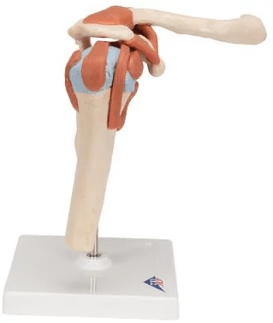 3B Scientific Luxus Modell Schultergelenk