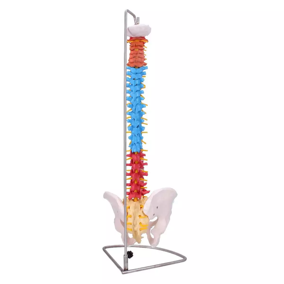 HeineScientific Modell Didaktische menschliche Wirbelsäule